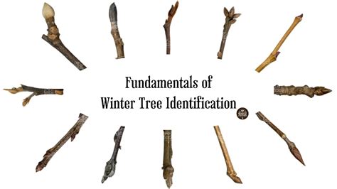 The Ultimate Guide to Winter Tree Identification - Feral Foraging