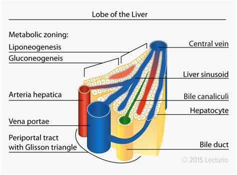 Central Vein Lobule In The Liver Amber Heard, Anatomy, - Liver Lobule Diagram Labeled, HD Png ...