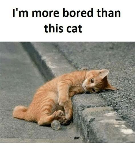 15 Amusing Bored Memes That Are Guaranteed To Entertain You | Cats, Cute animals, Funny animals