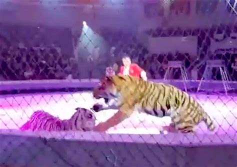 Grisly tiger fight erupts at circus in front of terrified kids leaving blood everywhere - Daily Star