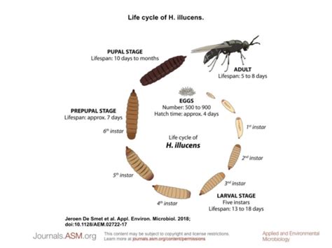 Black Soldier Fly life cycle [4] | Download Scientific Diagram