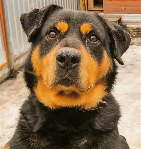 Top 160 Best Rottweiler Dog Names | Dog names, Female dog names, Rottweiler dog names