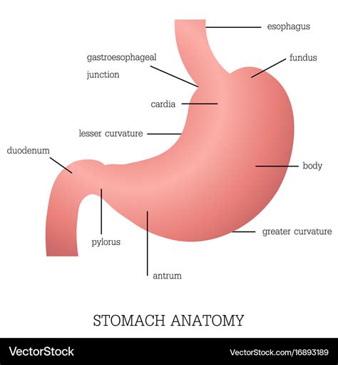 Structure and function of stomach anatomy system Vector Image