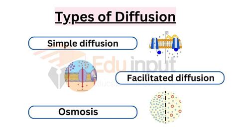 Diffusion Explained - Types, Examples and Factors