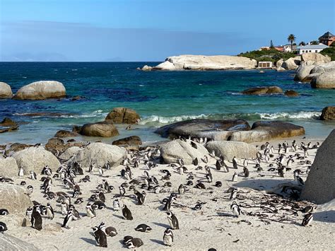 Un loc de poveste: Plaja cu pinguini din Cape Town, Africa de Sud