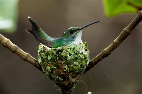 Image - Hummingbird-nest.jpg | Birds Wiki | FANDOM powered by Wikia