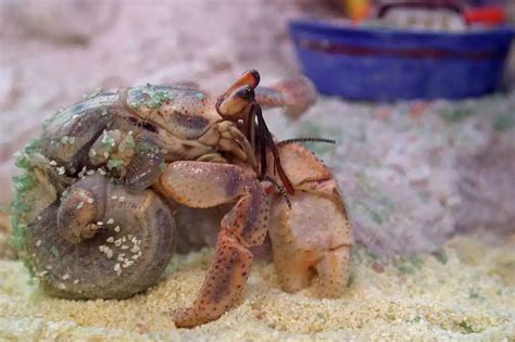 Shell-less Wonders: The Fascinating World of Hermit Crabs Without ...