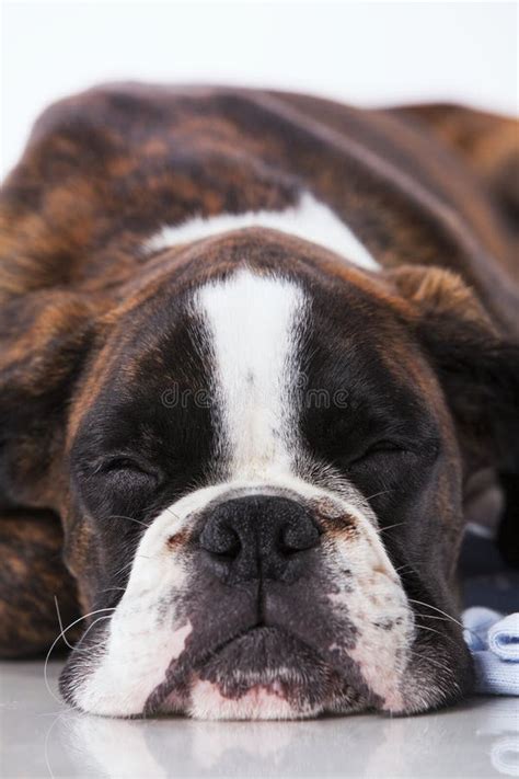 Sleeping Boxer Dog Stock Photos - Download 309 Royalty Free Photos