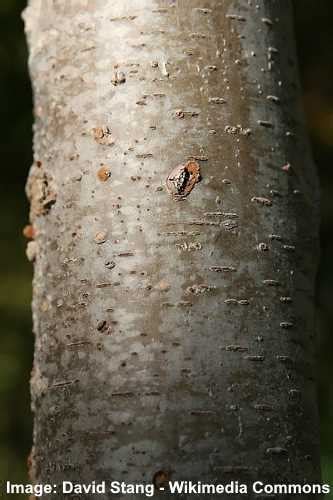 Zelkova Trees: Types, Leaves, Bark (Pictures) – Identification