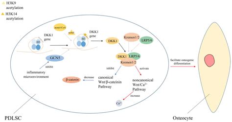 Protein acetylation and deacetylation: An important regulatory ...