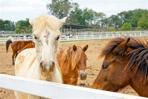 Sarcoids in Horses: What You Need to Know