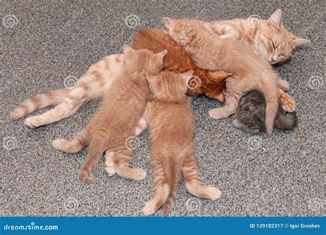 Ginger Mother Cat Nursing Her Babies Kittens. Stock Image - Image of ...