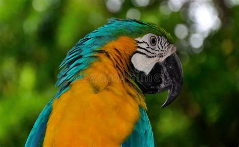 Colorful Parrot of South America Stock Photo - Image of eyes, south: 165073412