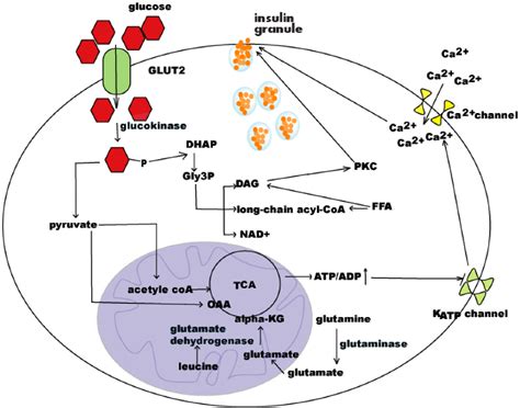 Regulation of insulin synthesis and secretion and pancreatic Beta-cell ...