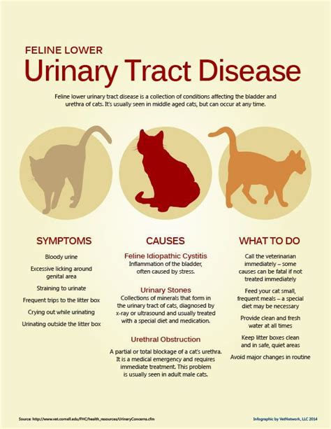 Feline lower urinary tract disease is a collection of conditions affecting the bladder and ...