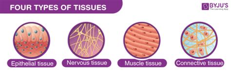 Chart Of Animal Tissue