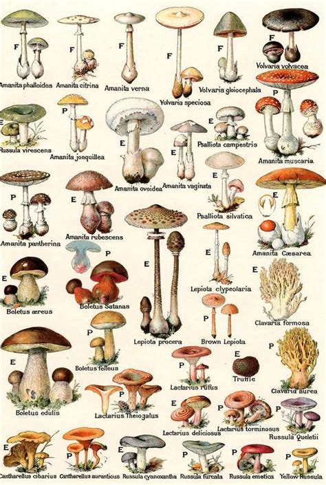 Illustration of Edible and Poisonous Mushrooms in 2020 | Stuffed ...