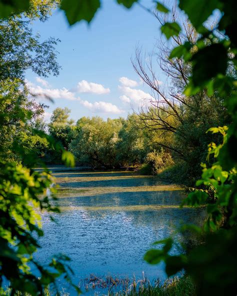 Free picture: swamp, channels, marshland, ecosystem, aquatic plant, water, park, tree, plant, leaf