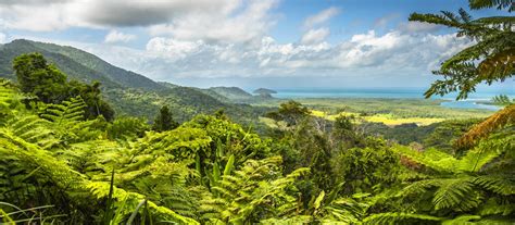 Daintree Rainforest Trips in Australia | Enchanting Travels