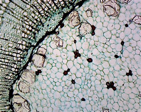 Cork Cell Under Microscope