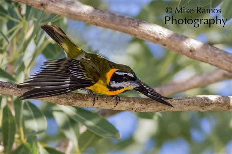 Puerto Rican Spindalis/Reina Mora Spindalis Portoricensis Unusual Names ...