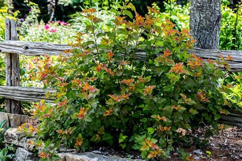 Ninebark Shrub – How to Grow & Care for Physocarpus | Garden Design