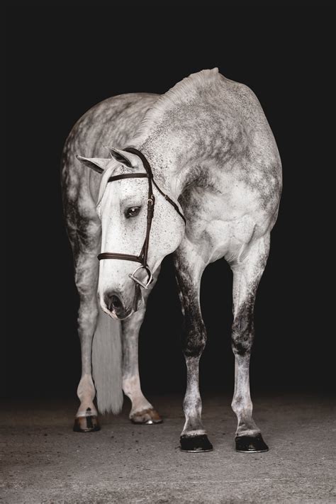 Equine Portraiture 2022 — Sara Shier Photography