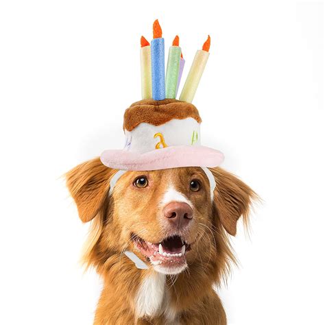 Dog With Birthday Cake And Hat