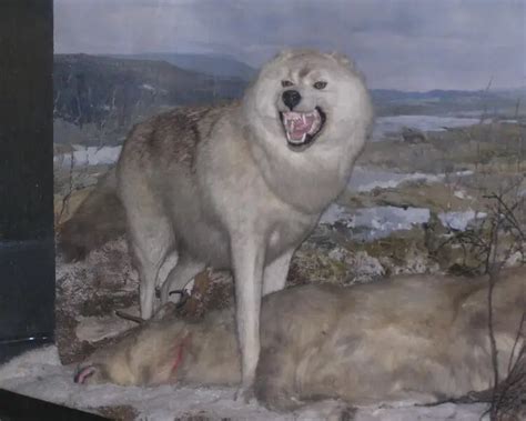 Tundra wolf - Facts, Diet, Habitat & Pictures on Animalia.bio