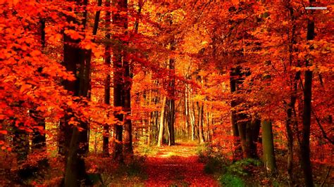 Forest Autumn Orange Wallpapers - Wallpaper Cave