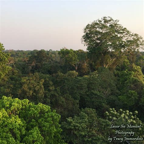 Canopy Tower Tour in the Amazon Rainforest - Savor the Moment Photography