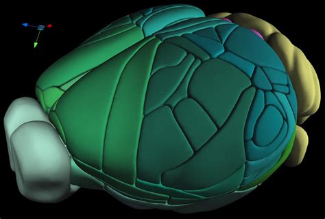 A New Complete, High-Resolution 3D Map of the Mouse Brain [Video]