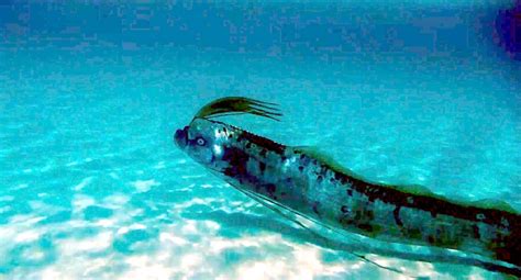 Oarfish – "OCEAN TREASURES" Memorial Library