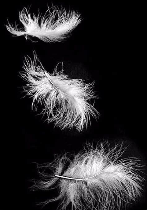 White Feathers & black background art | Black and white, Black and white pictures, Black and ...