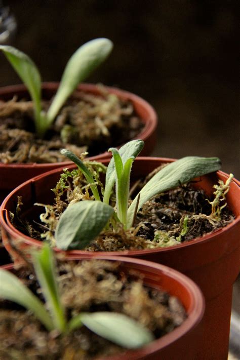 Artichoke seedlings starting to show their first set of true leaves ...