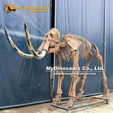 AS-062 Full Size Mammoth Skeleton for Sale | My Dinosaurs