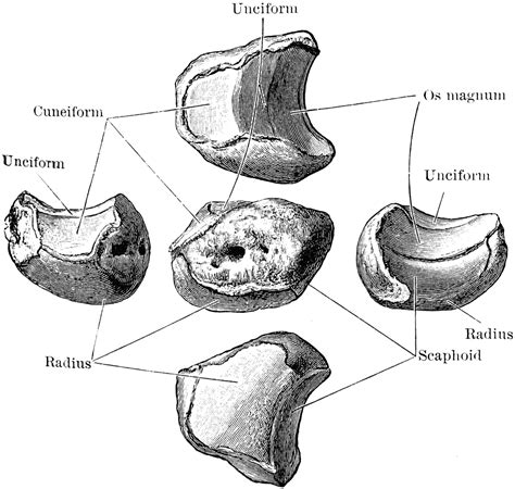 Semilunar Bone | ClipArt ETC