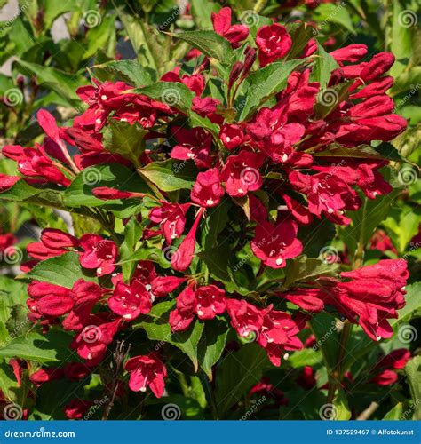 Weigela Florida Royalty-Free Stock Image | CartoonDealer.com #24226900