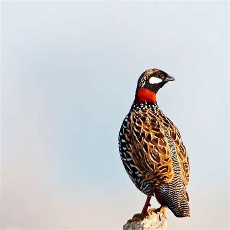 Black francolin - Facts, Diet, Habitat & Pictures on Animalia.bio