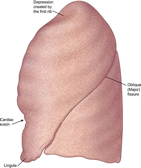 Lobes, Fissures, and Bronchopulmonary Segments - Thoracic Surgery Clinics