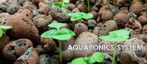 Aquaponics System 2024