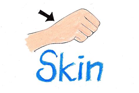 the word skin written in blue ink with an arrow pointing to it's left side