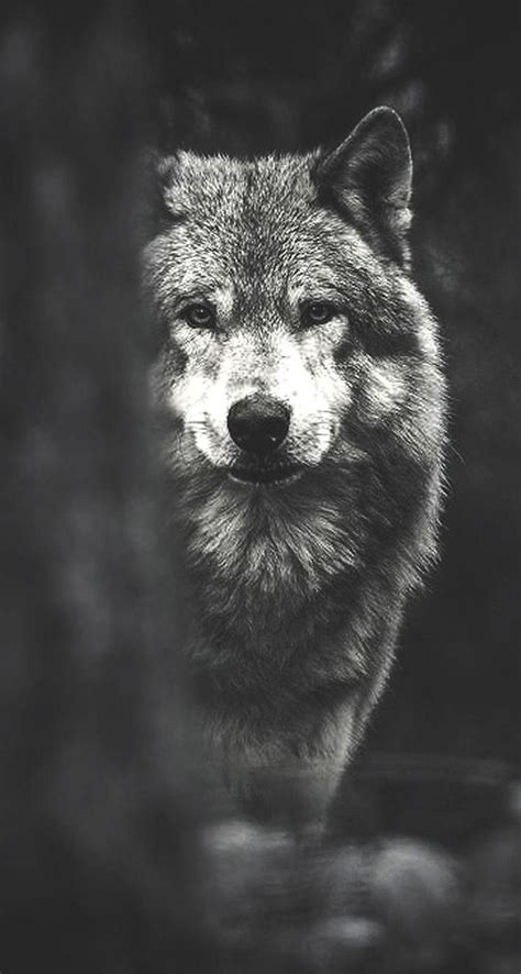 Dark Wolf Wallpapers - Top Free Dark Wolf Backgrounds - WallpaperAccess