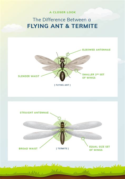 [Infographic] The Differences between Flying Ants and Termites