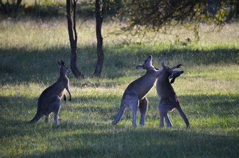 Free stock photo of australia, kangaroos fighting