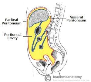 The Peritoneum - Visceral - Parietal - TeachMeAnatomy