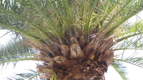 Canary Island Date Palm, Phoenix canariensis. | Brisbane Trees and Gardens