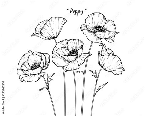 Poppy Drawing Ideas Poppy Drawing Botanical Illustration | My XXX Hot Girl