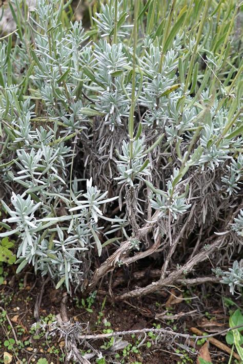 Why is My Lavender Drying Out? – The Garden Hows