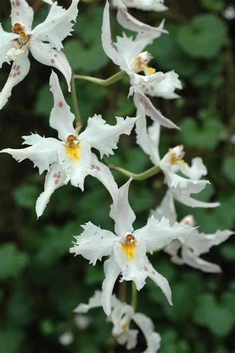 Odontoglossum crispum (Orchidaceae) image 57965 at PhytoImages.siu.edu